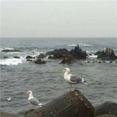 永夜仙君手游下载
